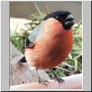 Pyrrhula pyrrhula - Gimpel m07.jpg